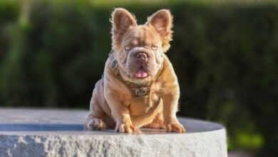 Rope Daddy bulldog frances
