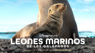 Leones Marinos de las Galápagos llega a Disney+