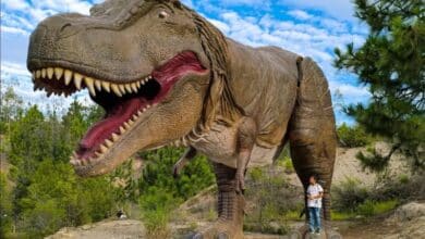 Gondava invita a viajar millones de años atrás junto a dinosaurios
