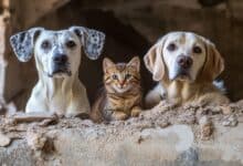 Mascota segura tres medidas que pueden marcar la diferencia en una crisis