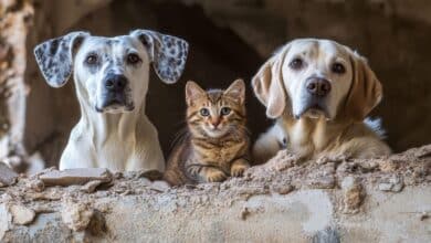 Mascota segura tres medidas que pueden marcar la diferencia en una crisis